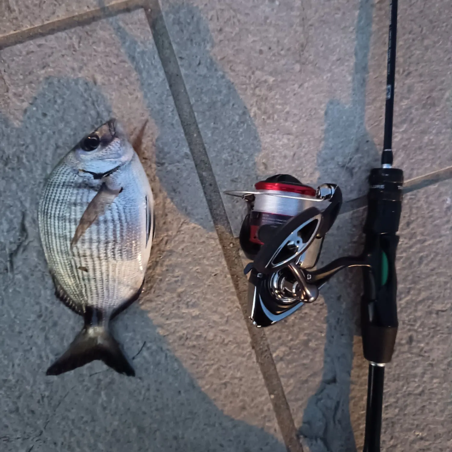 The most recent White seabream catches on Fishbrain