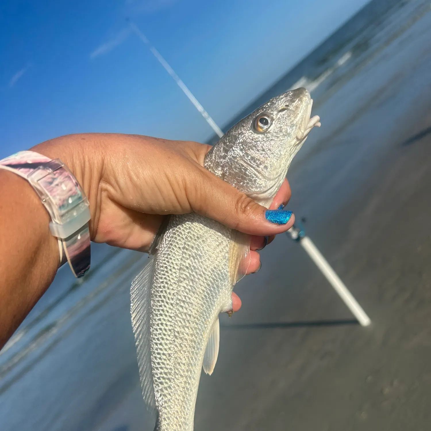 The most recent Gulf kingcroaker catches on Fishbrain