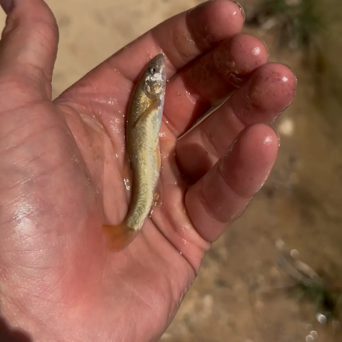 The most recent Desert sucker catches on Fishbrain