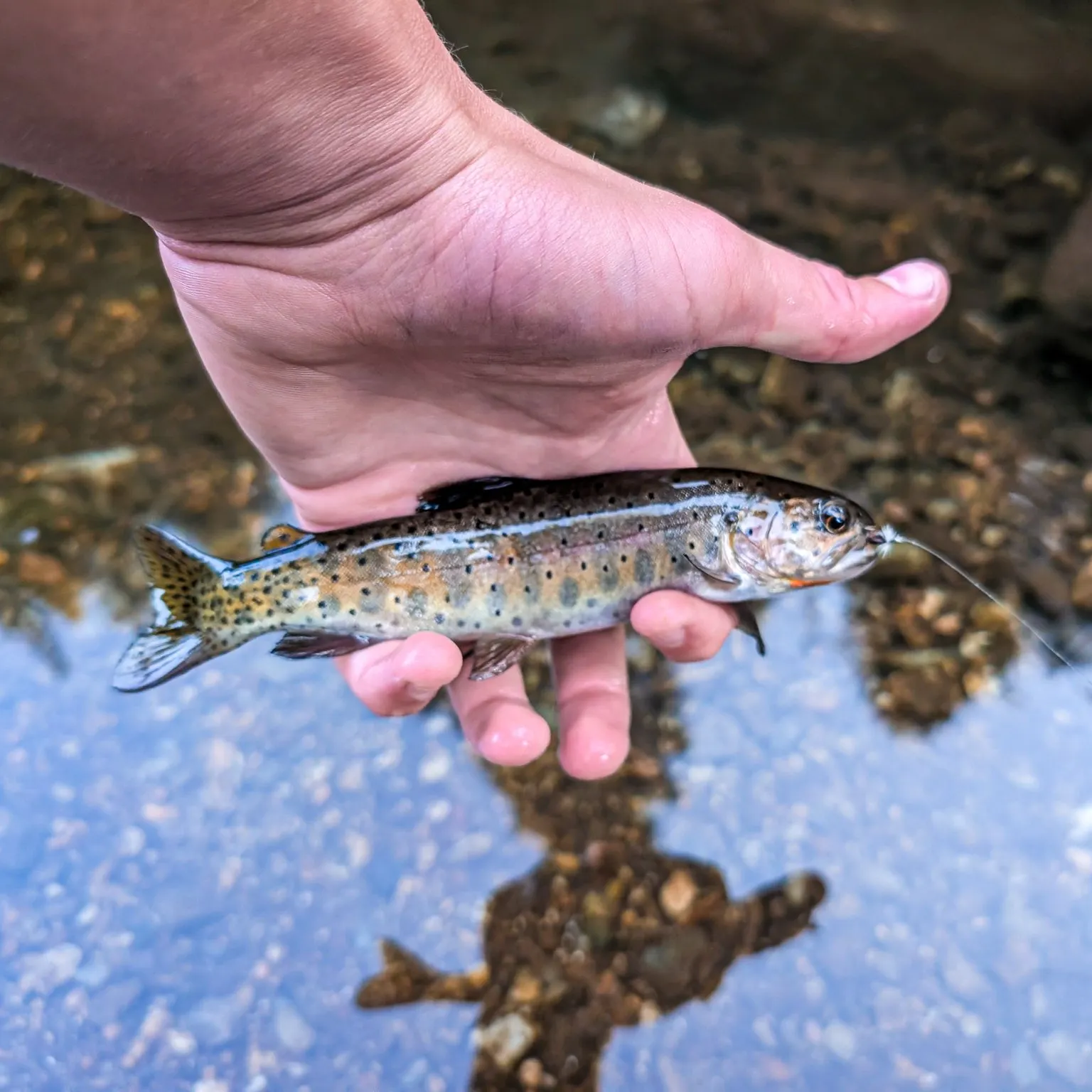 The most recent Bonneville cutthroat trout catches on Fishbrain