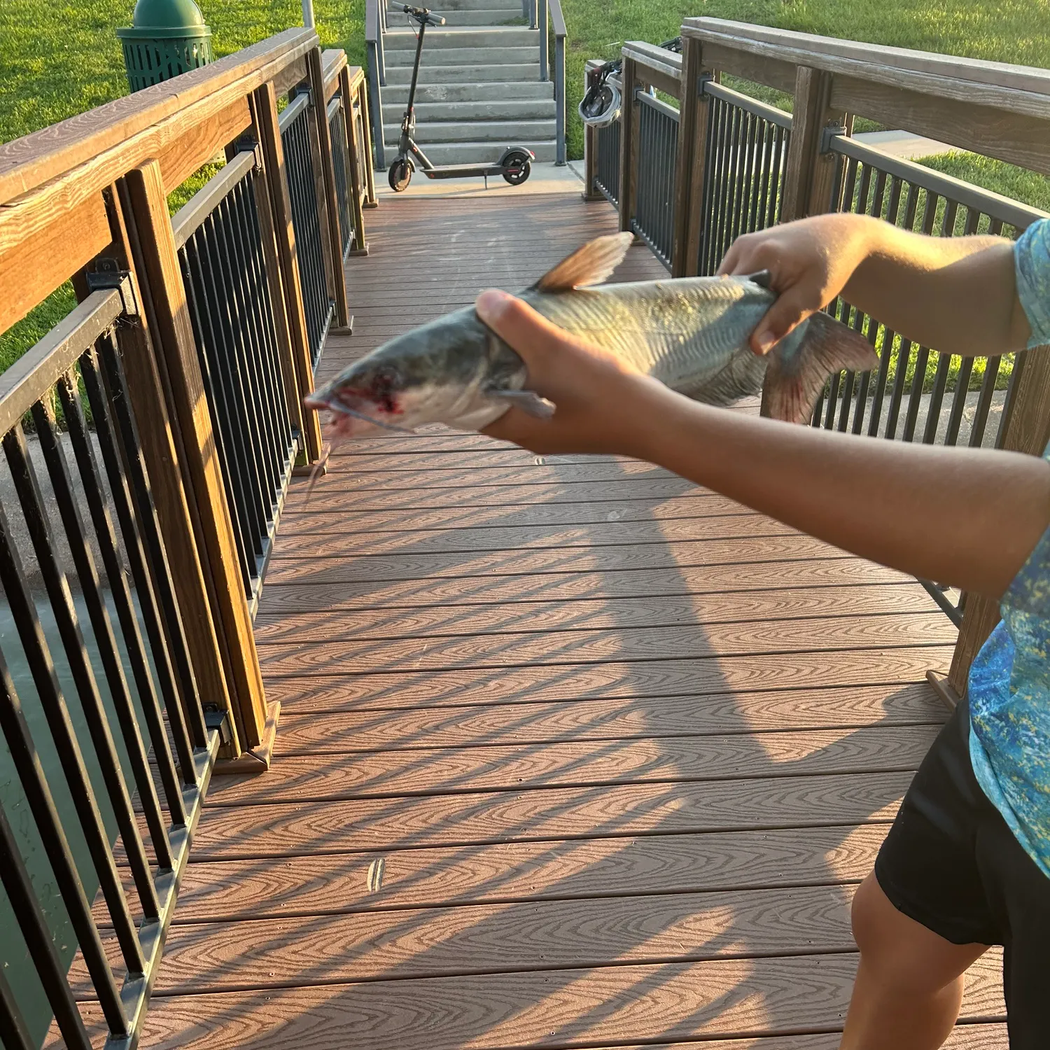 Channel catfish caught on Fishbrain