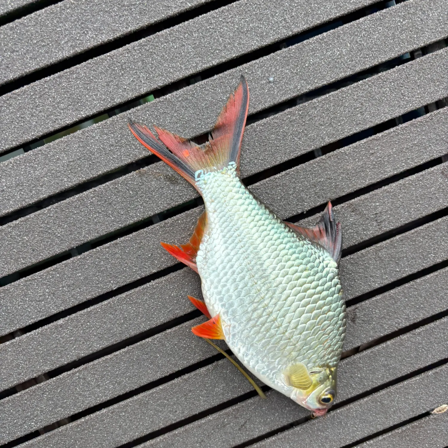 The most recent Niger barb catches on Fishbrain