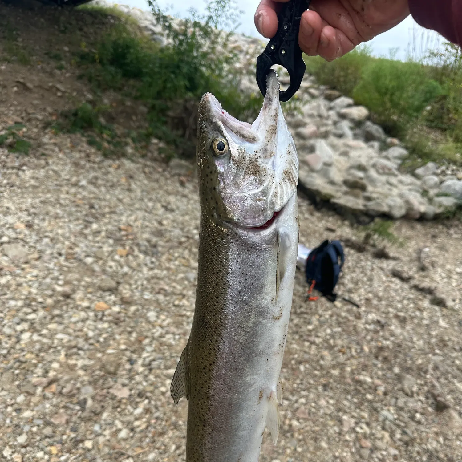 Steelhead caught on Fishbrain