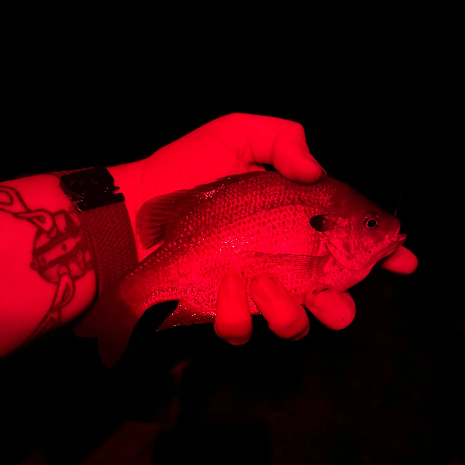 Redear sunfish caught on Fishbrain