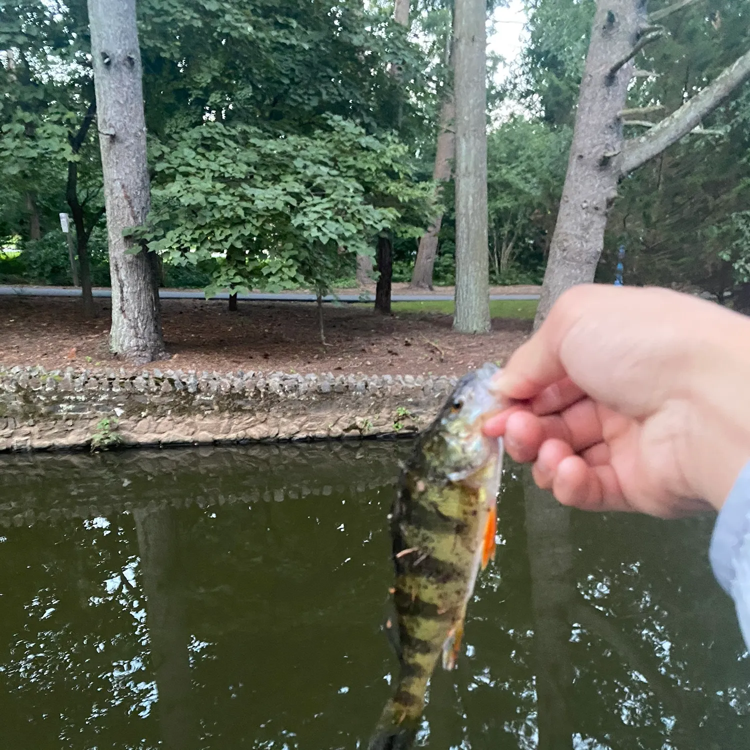 Yellow perch caught on Fishbrain