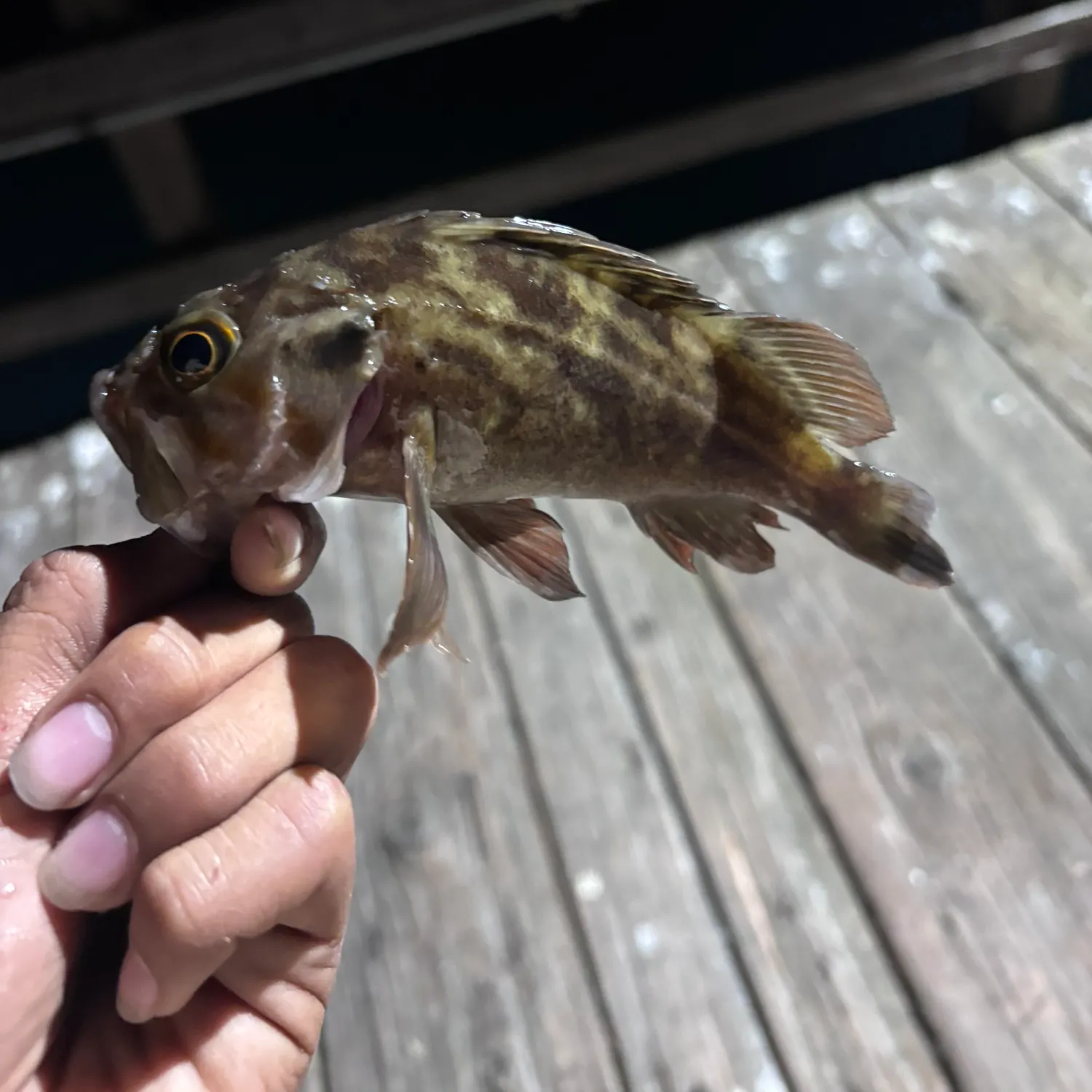 The most recent Brown rockfish catches on Fishbrain