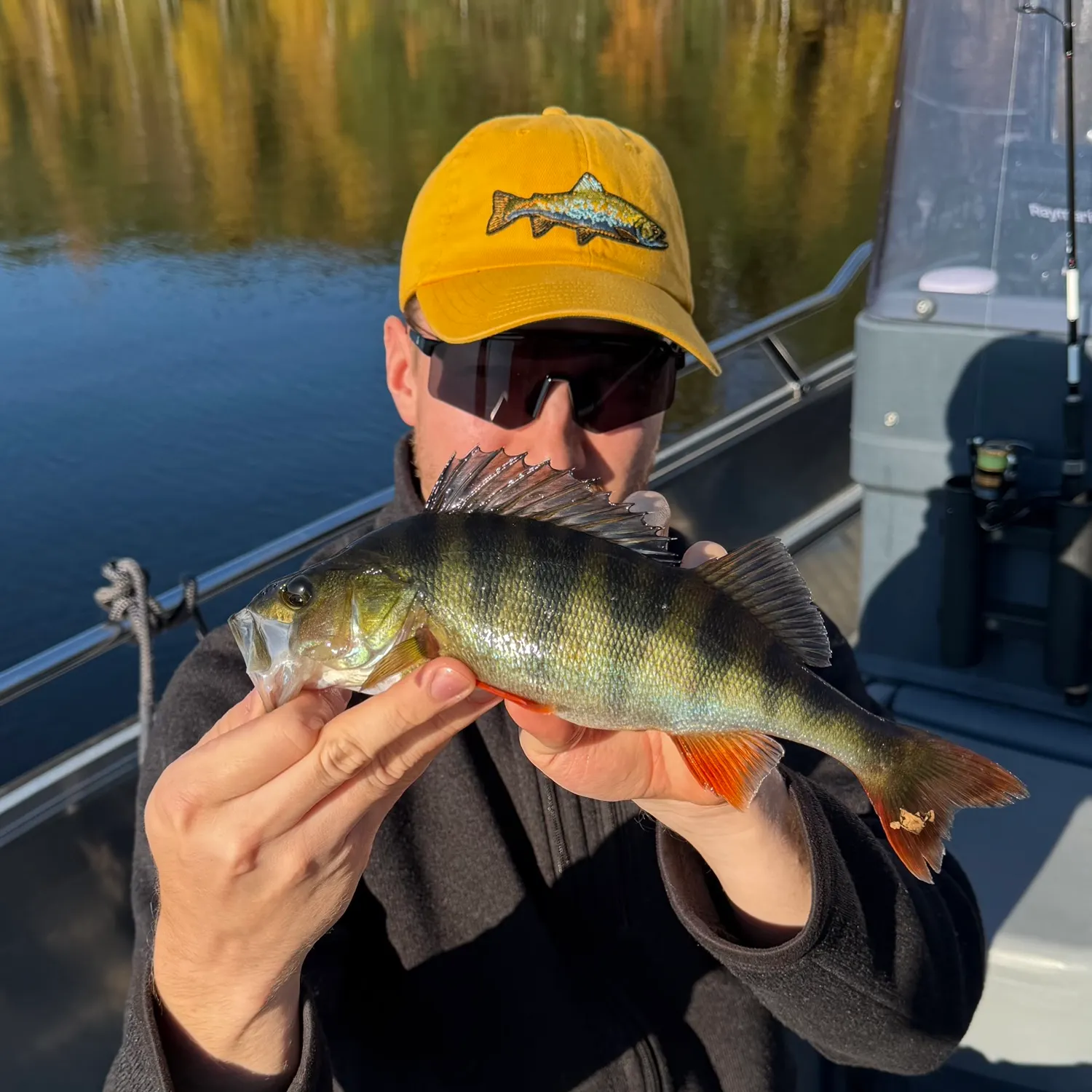 European perch caught on Fishbrain