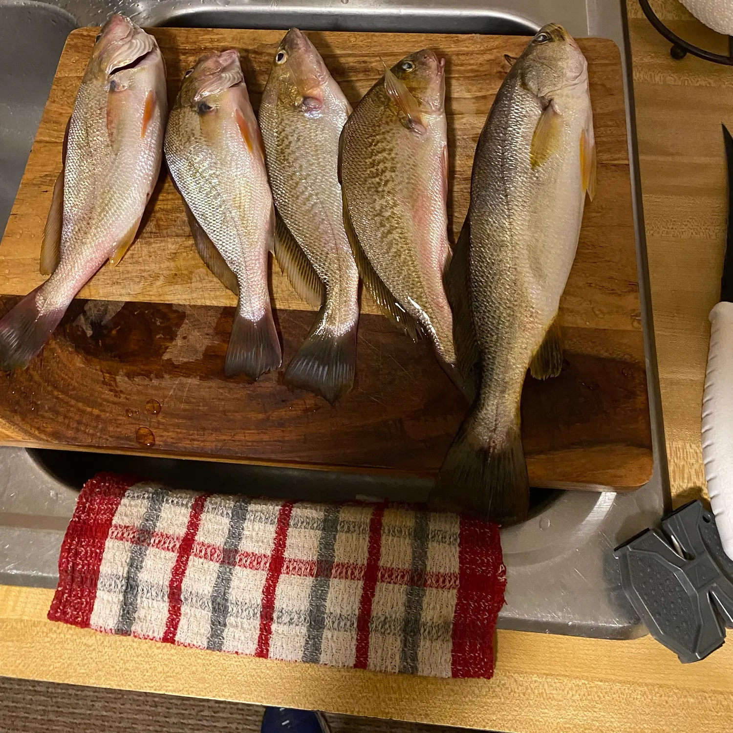 Atlantic croaker caught on Fishbrain