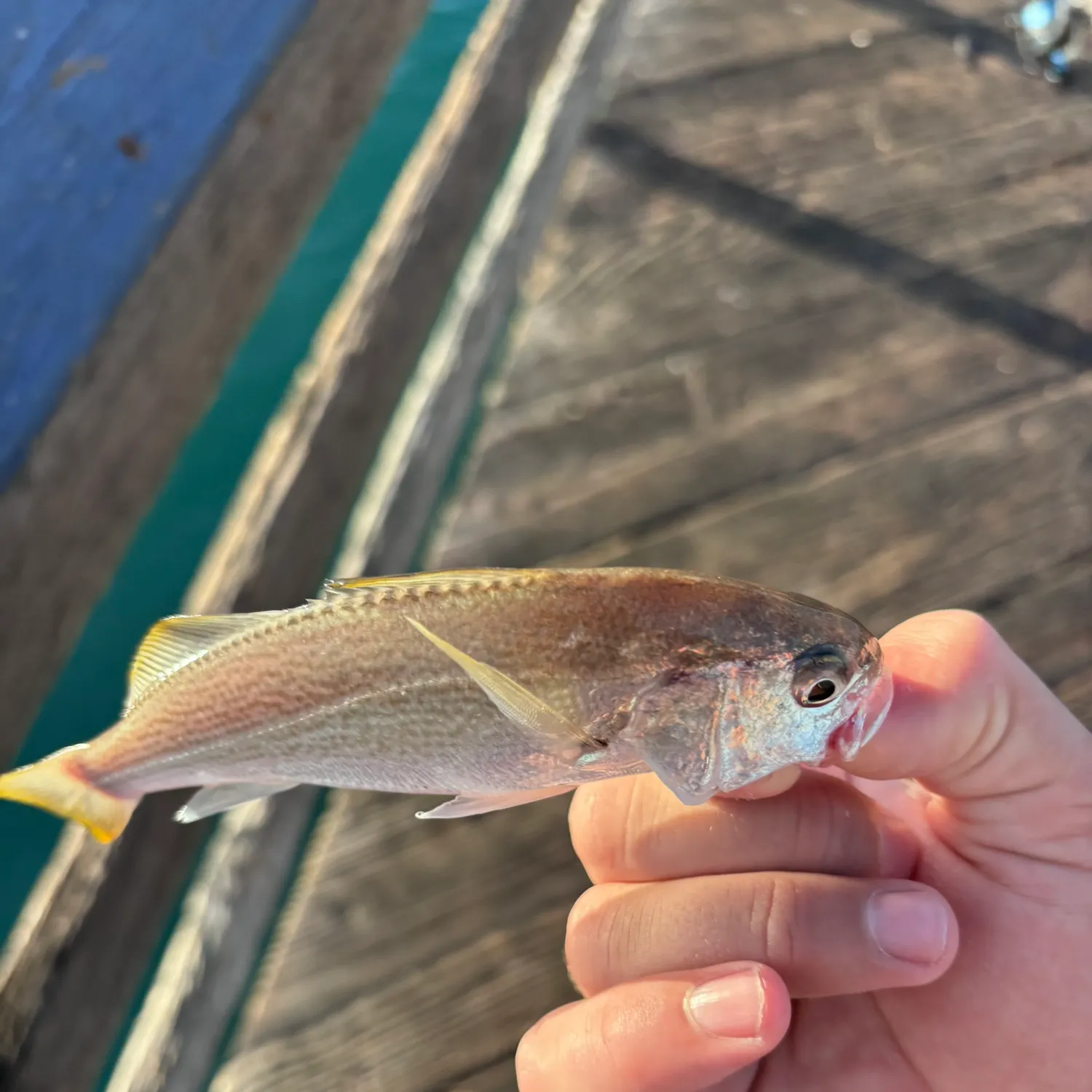 The most recent White croaker catches on Fishbrain
