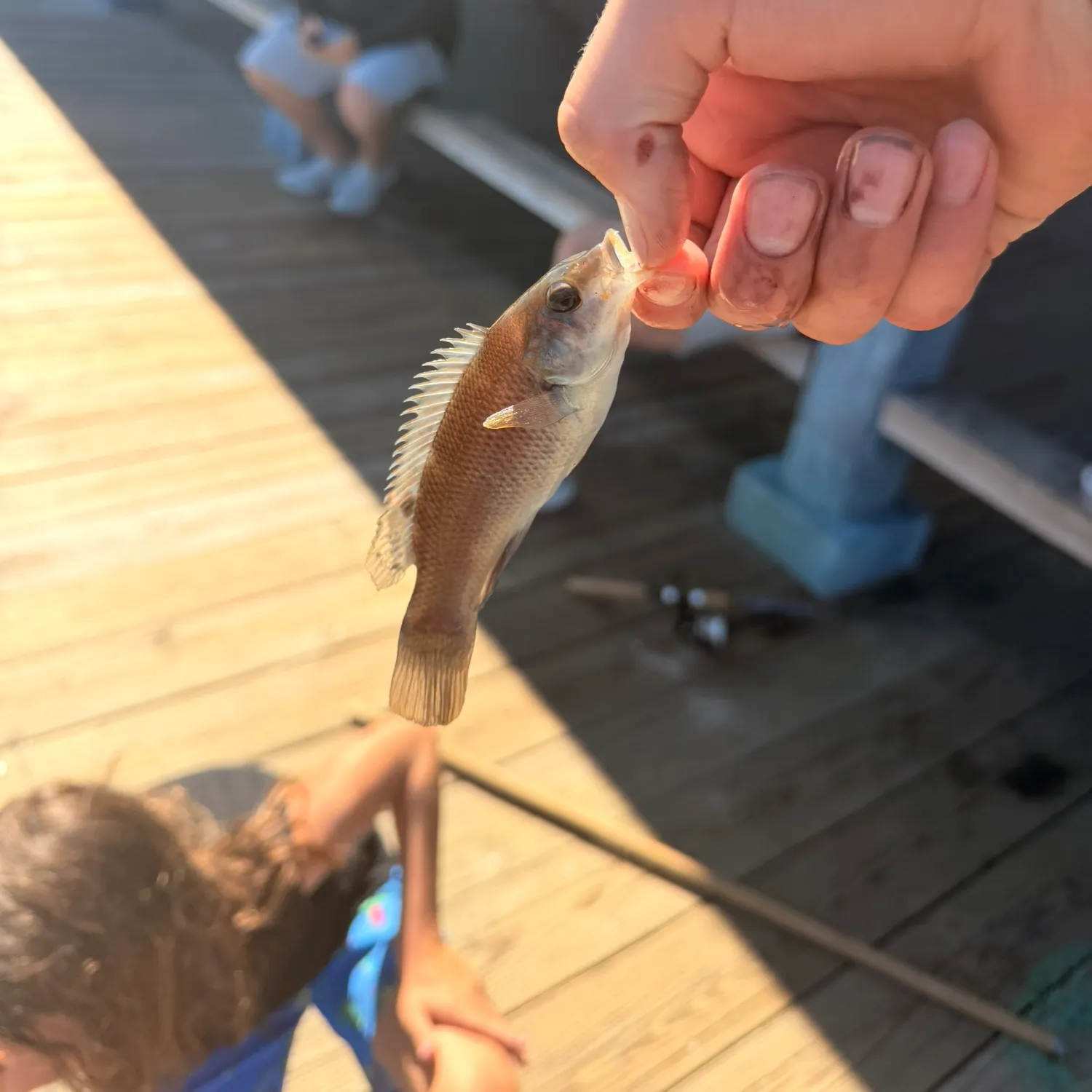 Cunner caught on Fishbrain