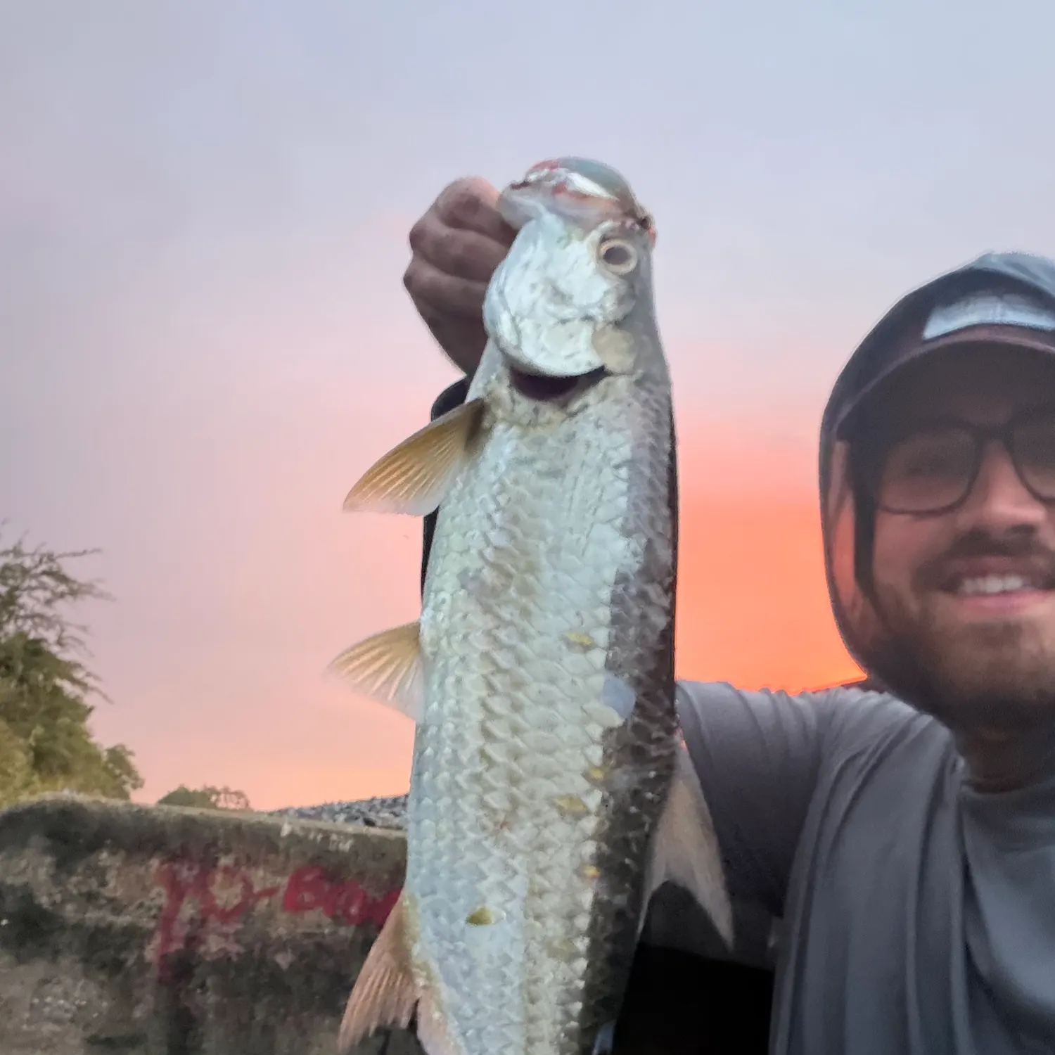 Tarpon caught on Fishbrain