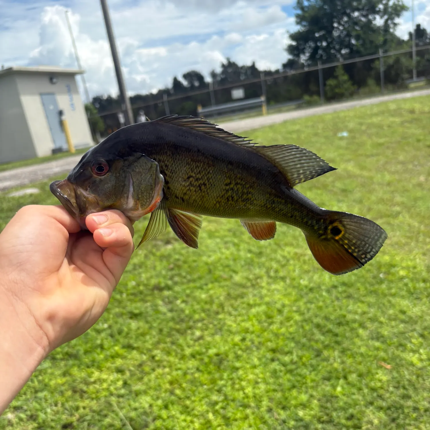 Butterfly peacock bass caught on Fishbrain