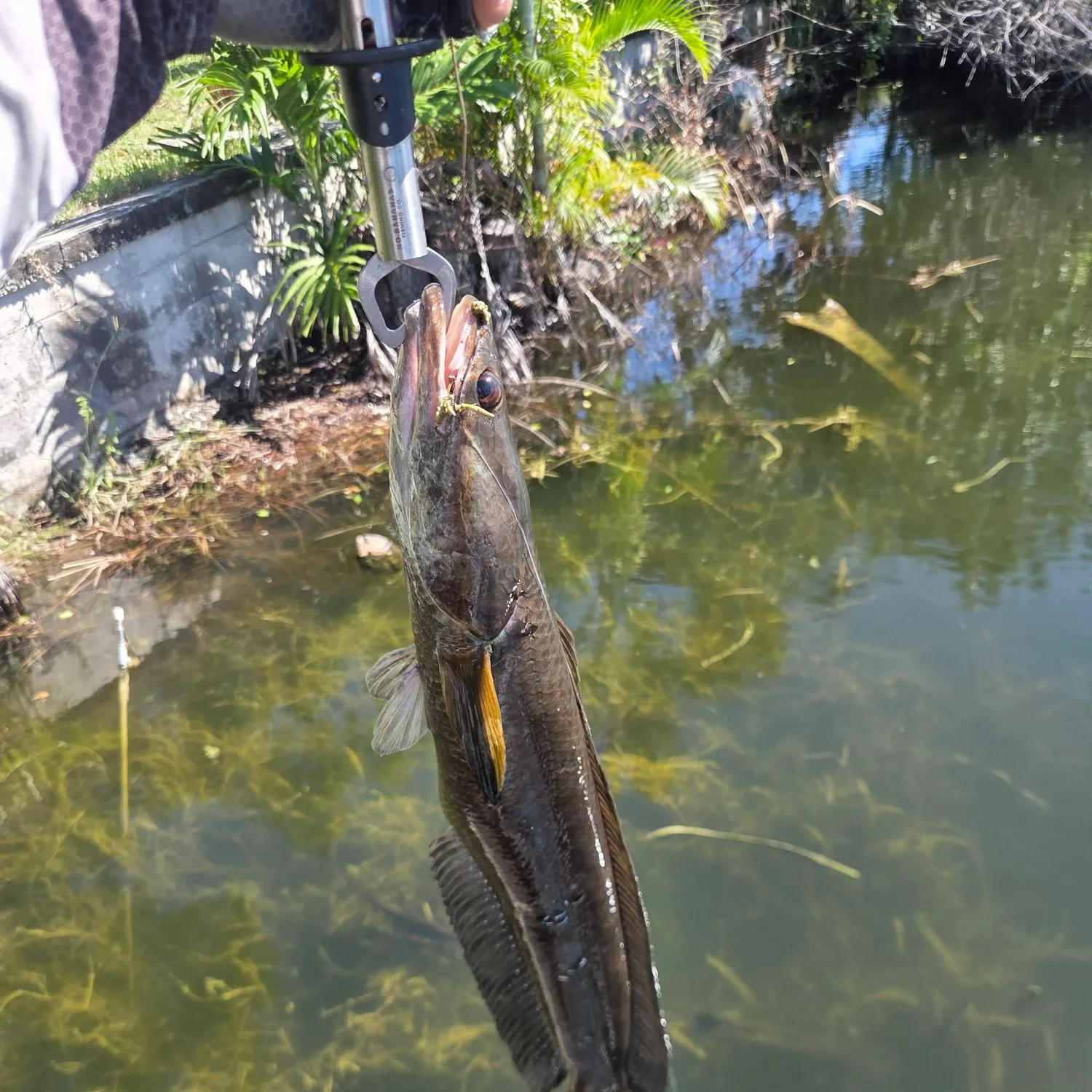 Bullseye snakehead caught on Fishbrain