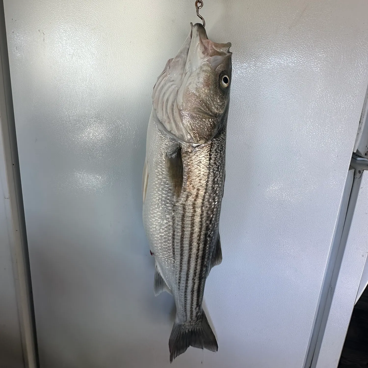 The most recent Striped bass catches on Fishbrain