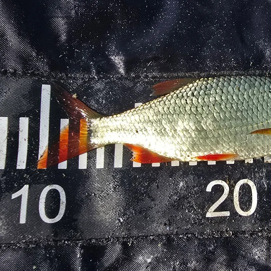 Common rudd caught on Fishbrain