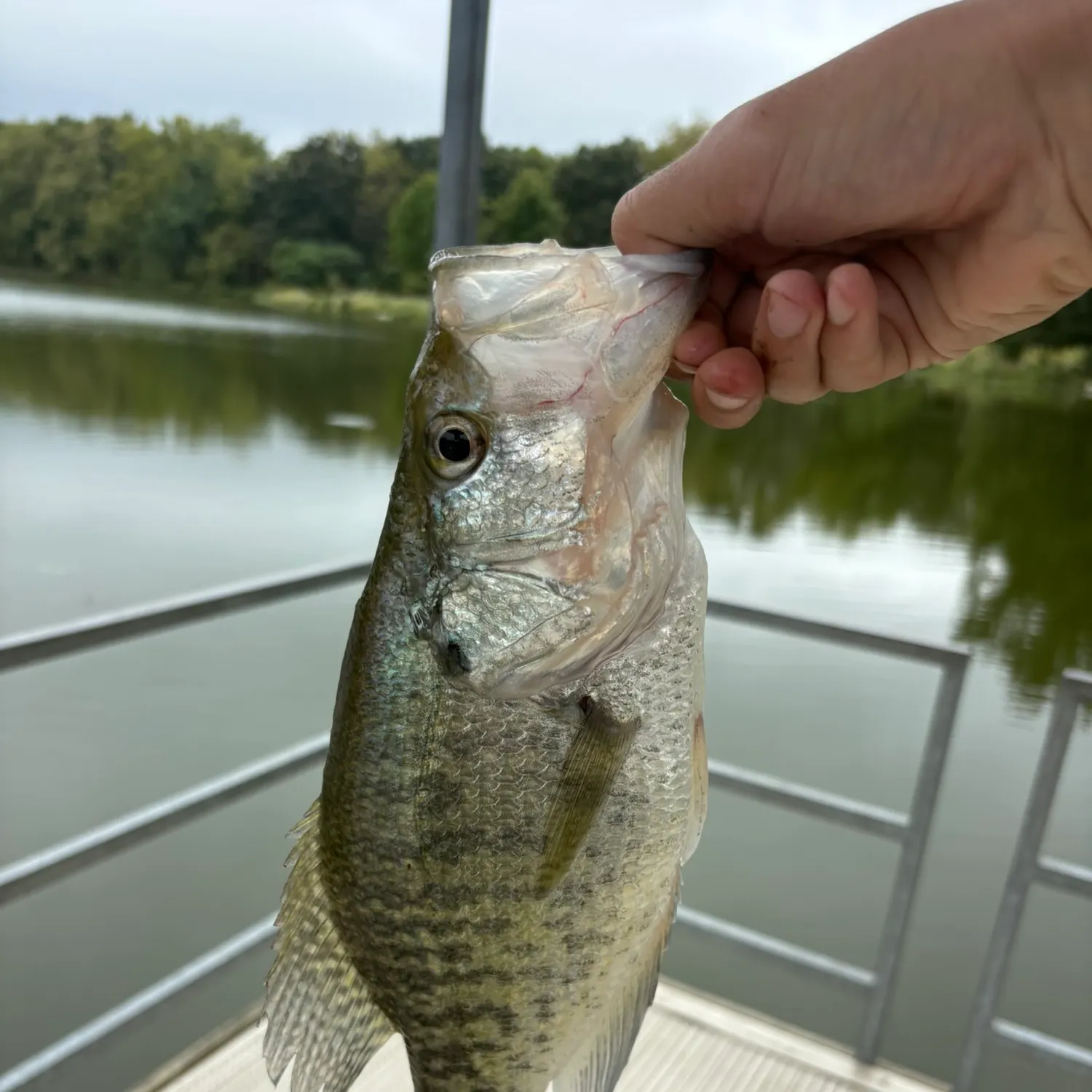 White crappie caught on Fishbrain