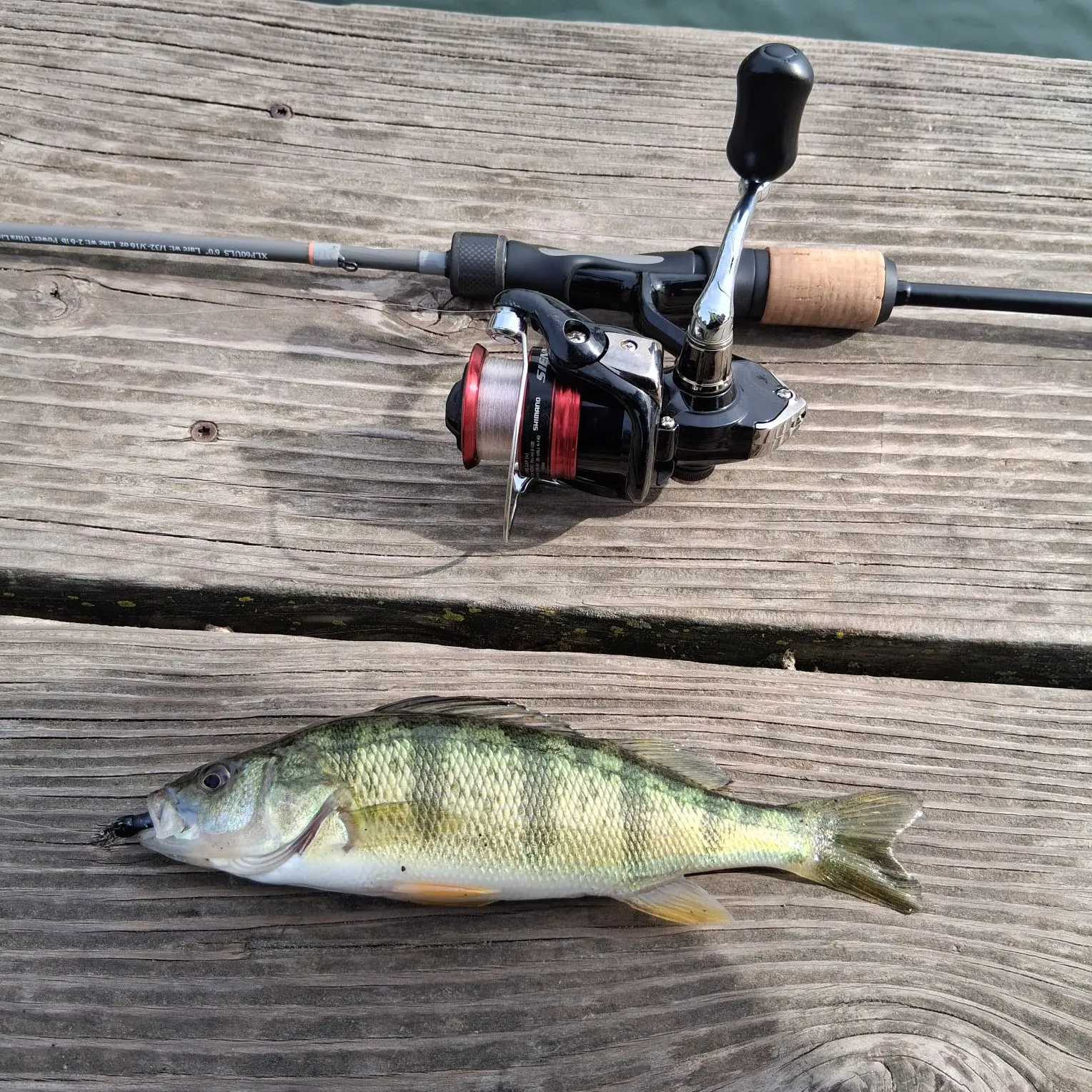 Yellow perch caught on Fishbrain