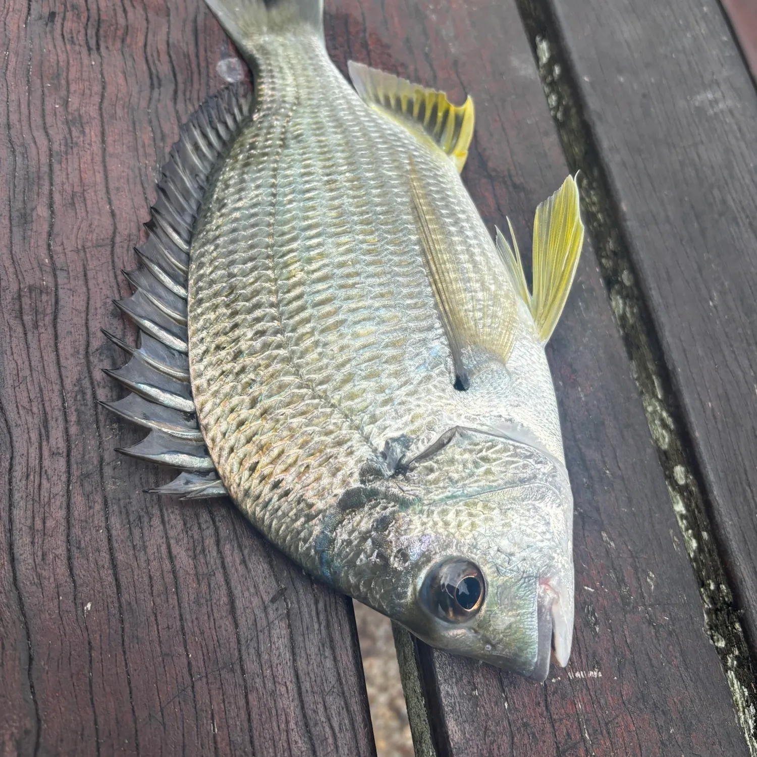 Surf bream caught on Fishbrain
