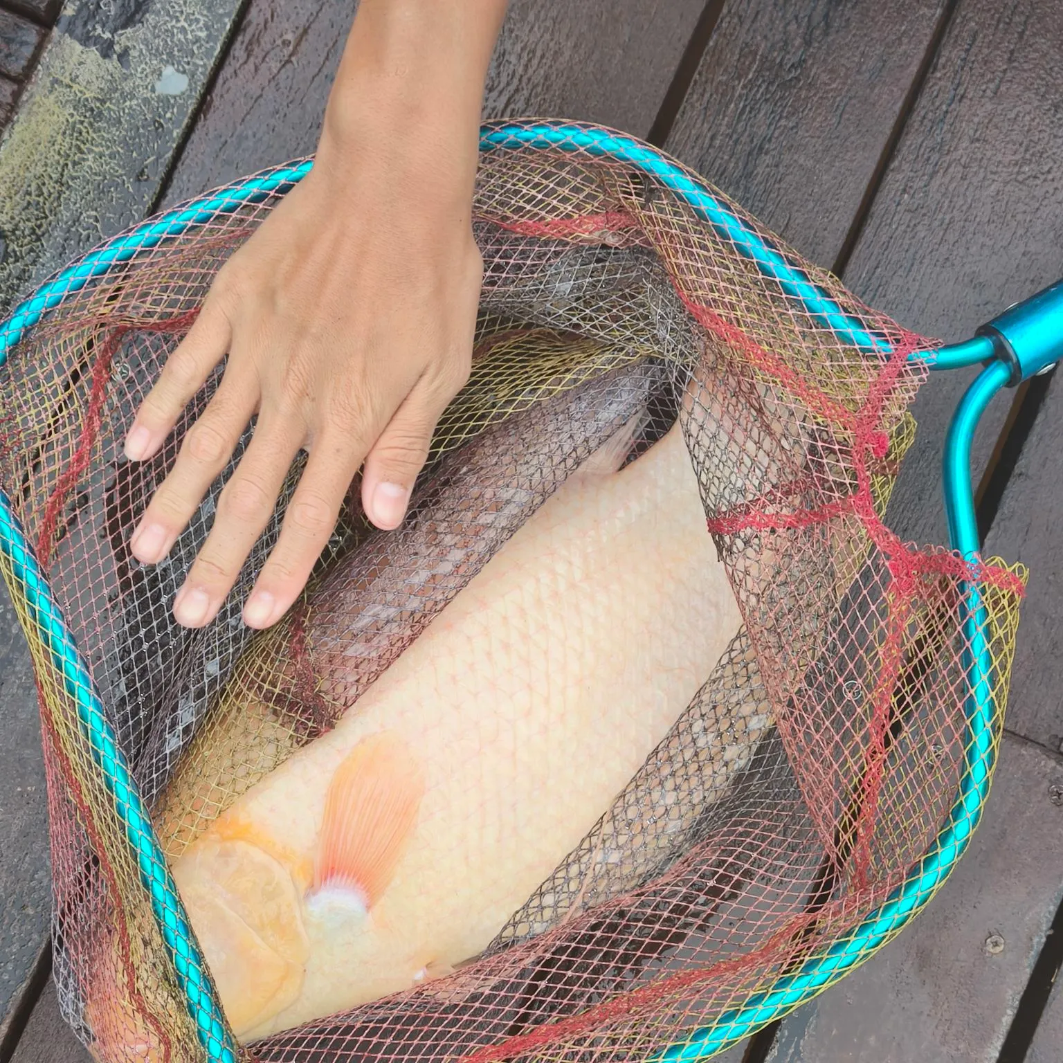 The most popular recent Giant gourami catch on Fishbrain