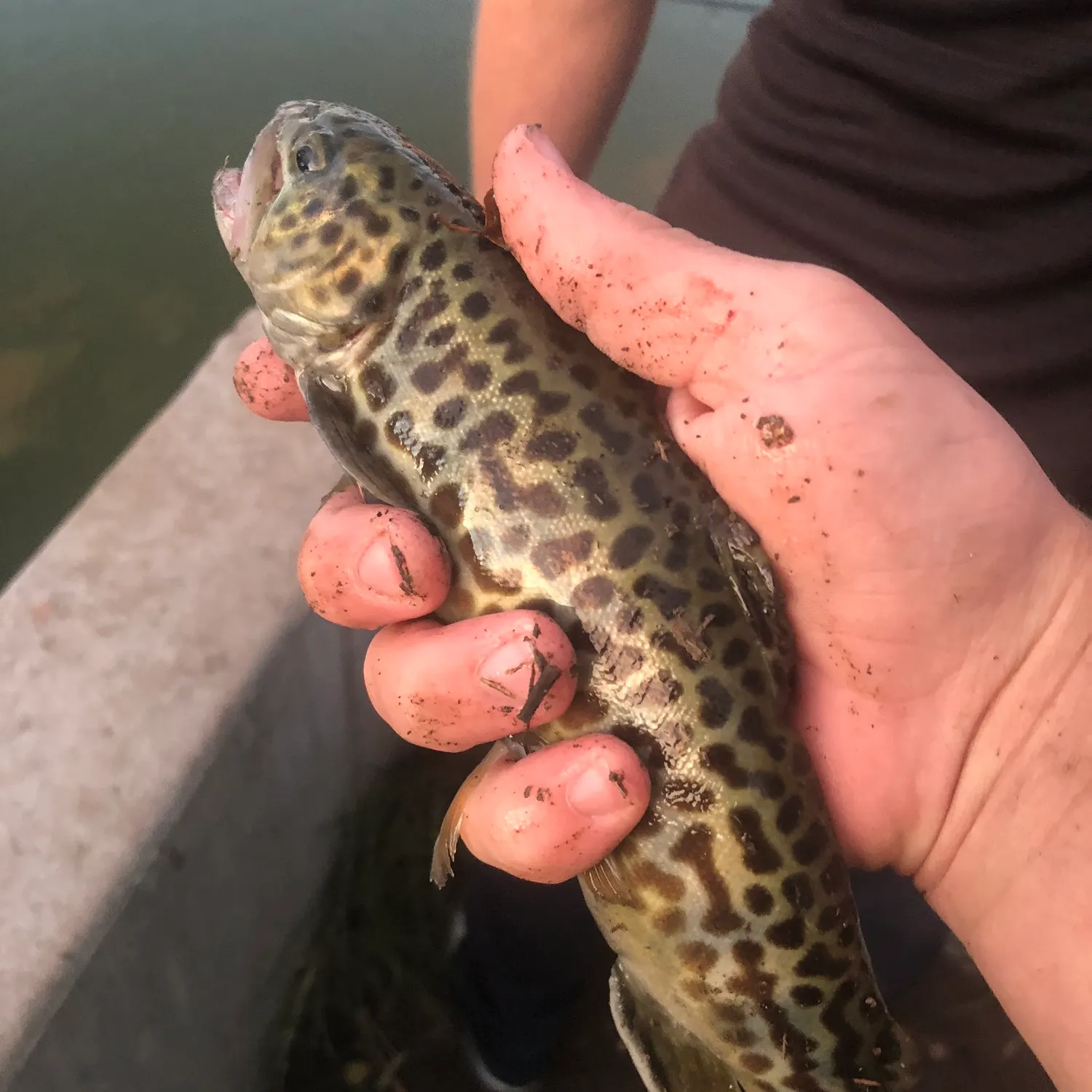 Tiger trout caught on Fishbrain