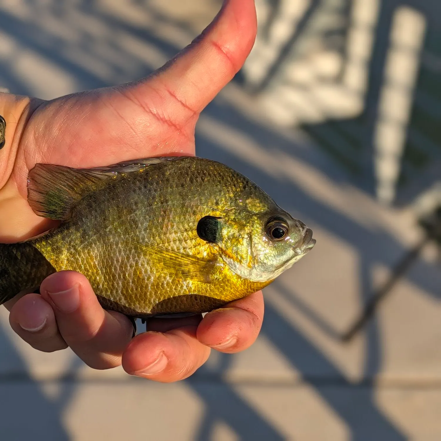 catch