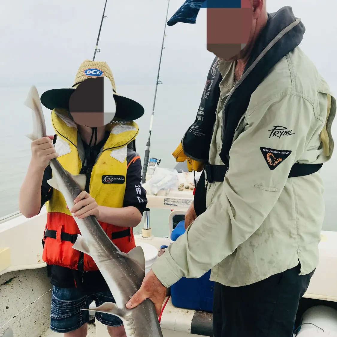 The most recent Gummy shark catches on Fishbrain