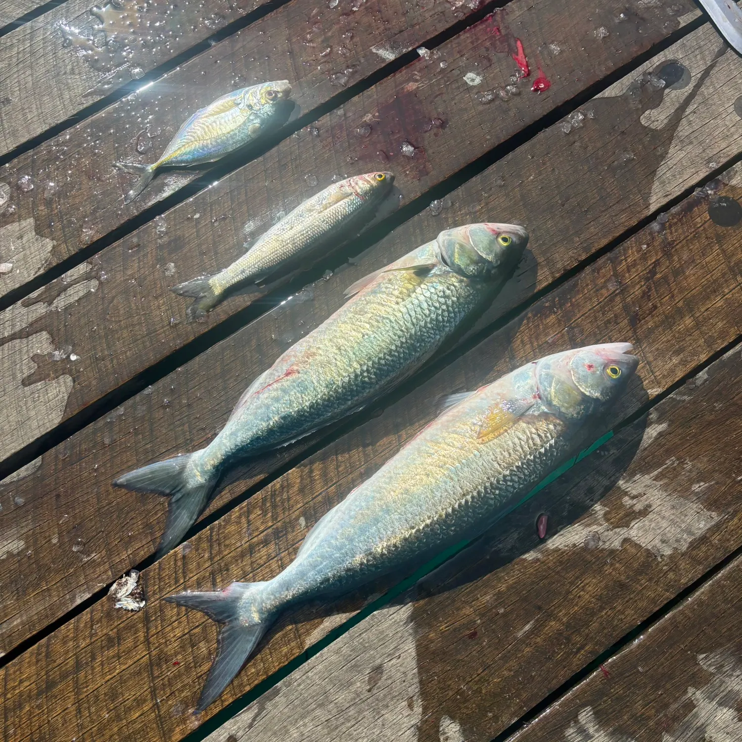 Eastern Australian salmon caught on Fishbrain