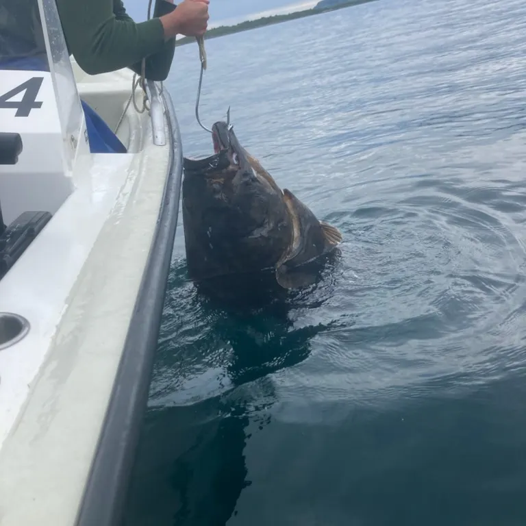 The most recent Atlantic halibut catches on Fishbrain