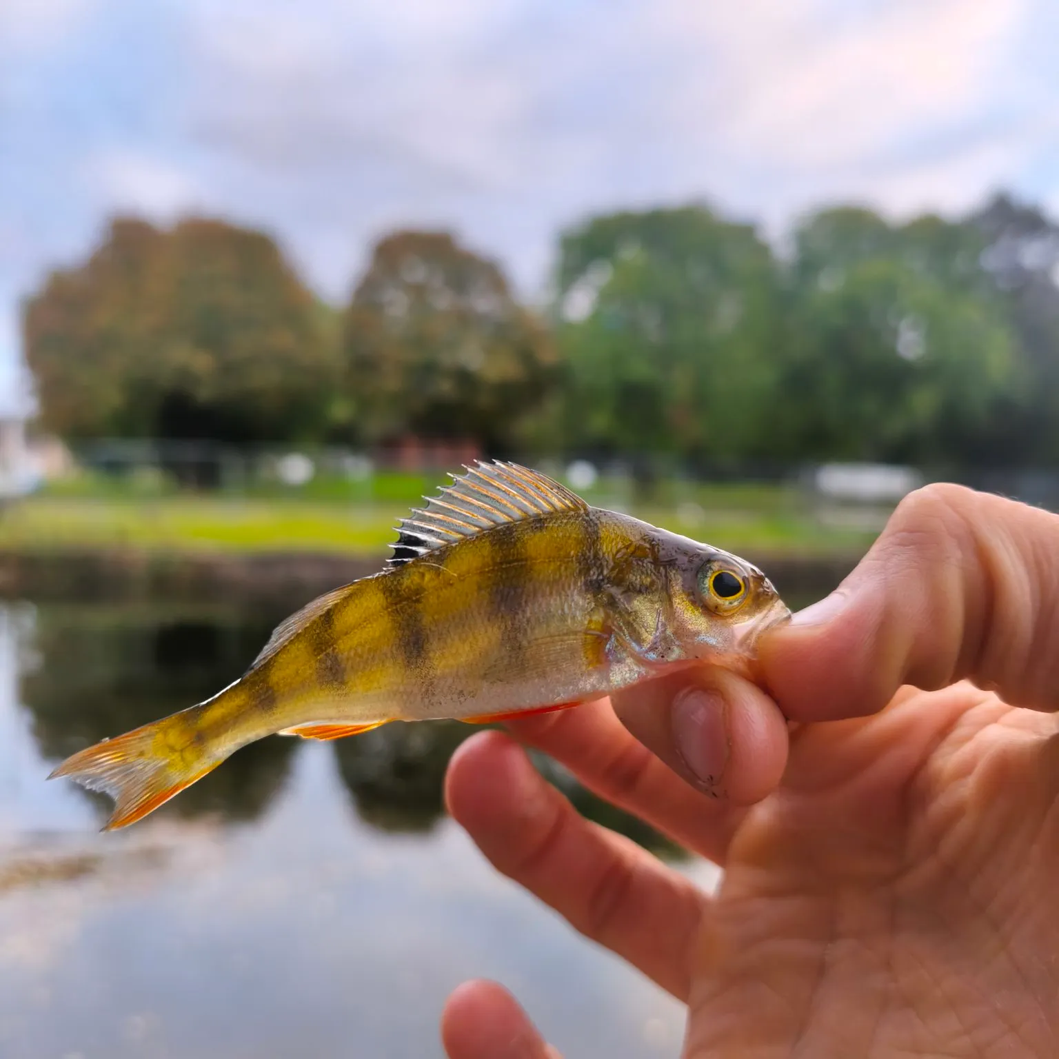 European perch caught on Fishbrain