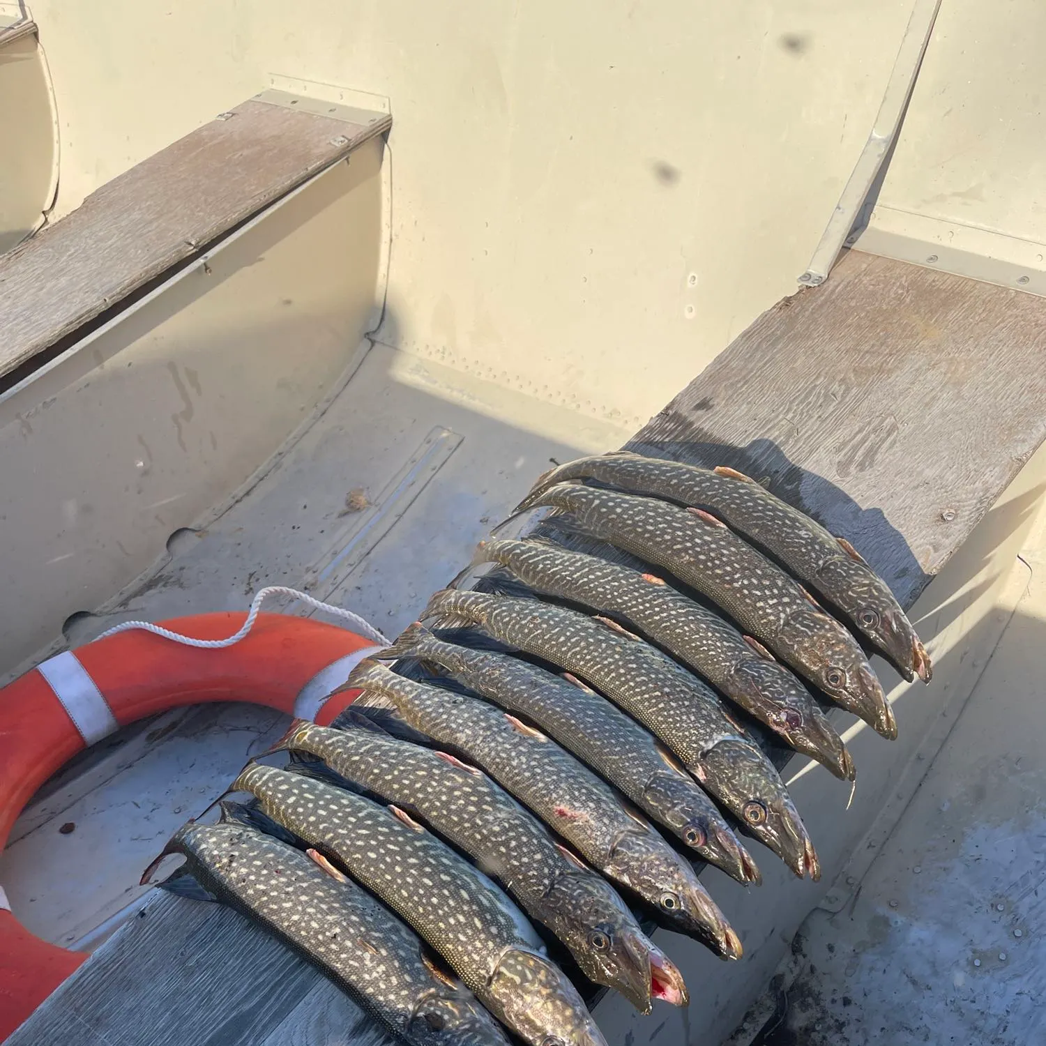 recently logged catches