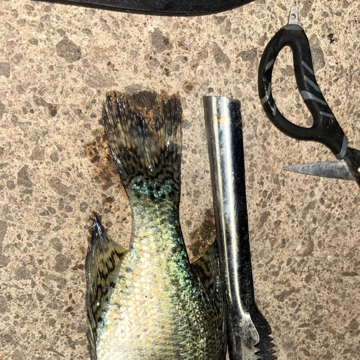 Black crappie caught on Fishbrain
