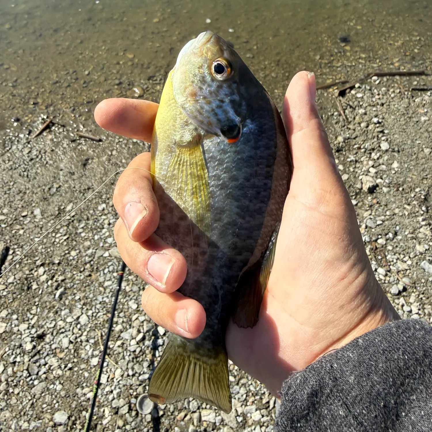 Fish caught on Fishbrain