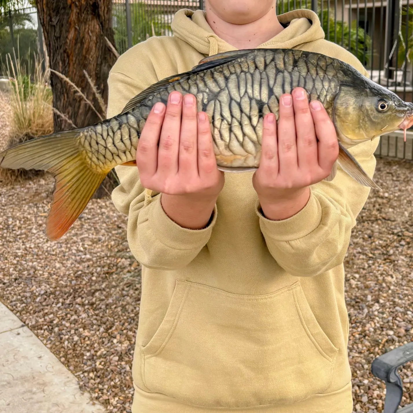 The most recent Mirror carp catches on Fishbrain