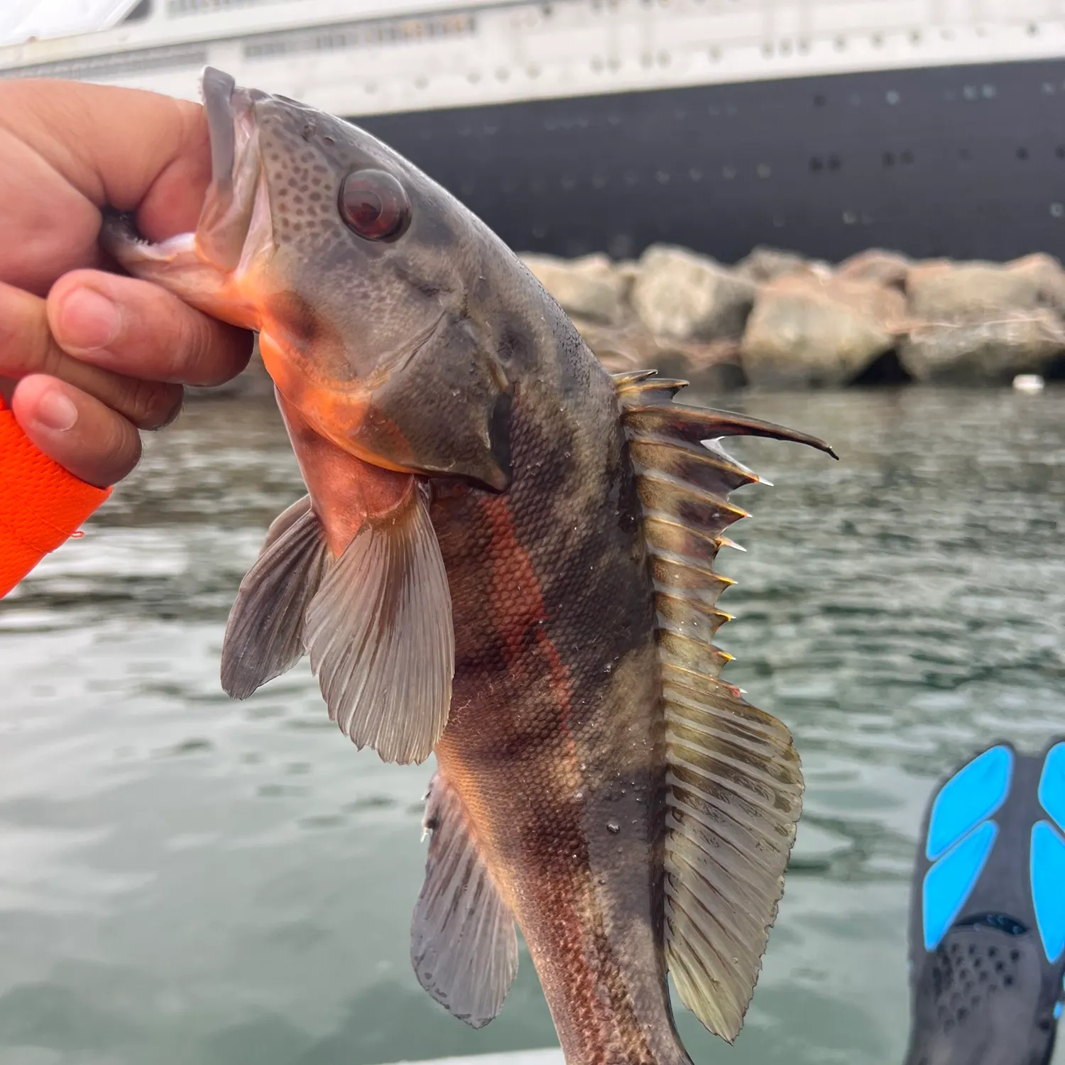 The most recent Barred sand bass catches on Fishbrain