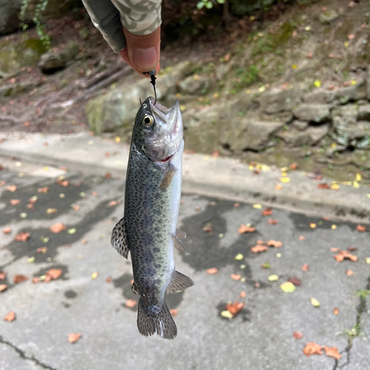 Rainbow trout caught on Fishbrain