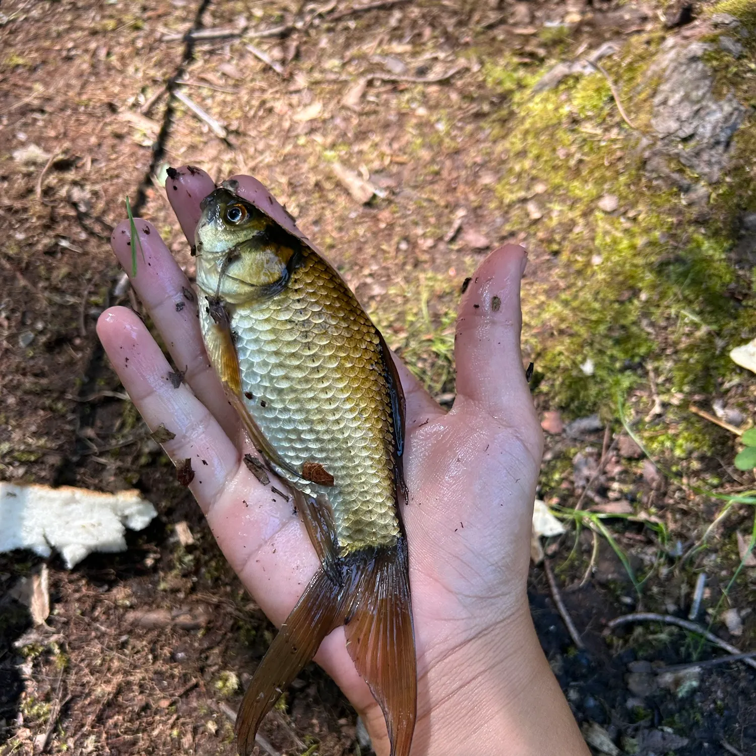 Goldfish caught on Fishbrain