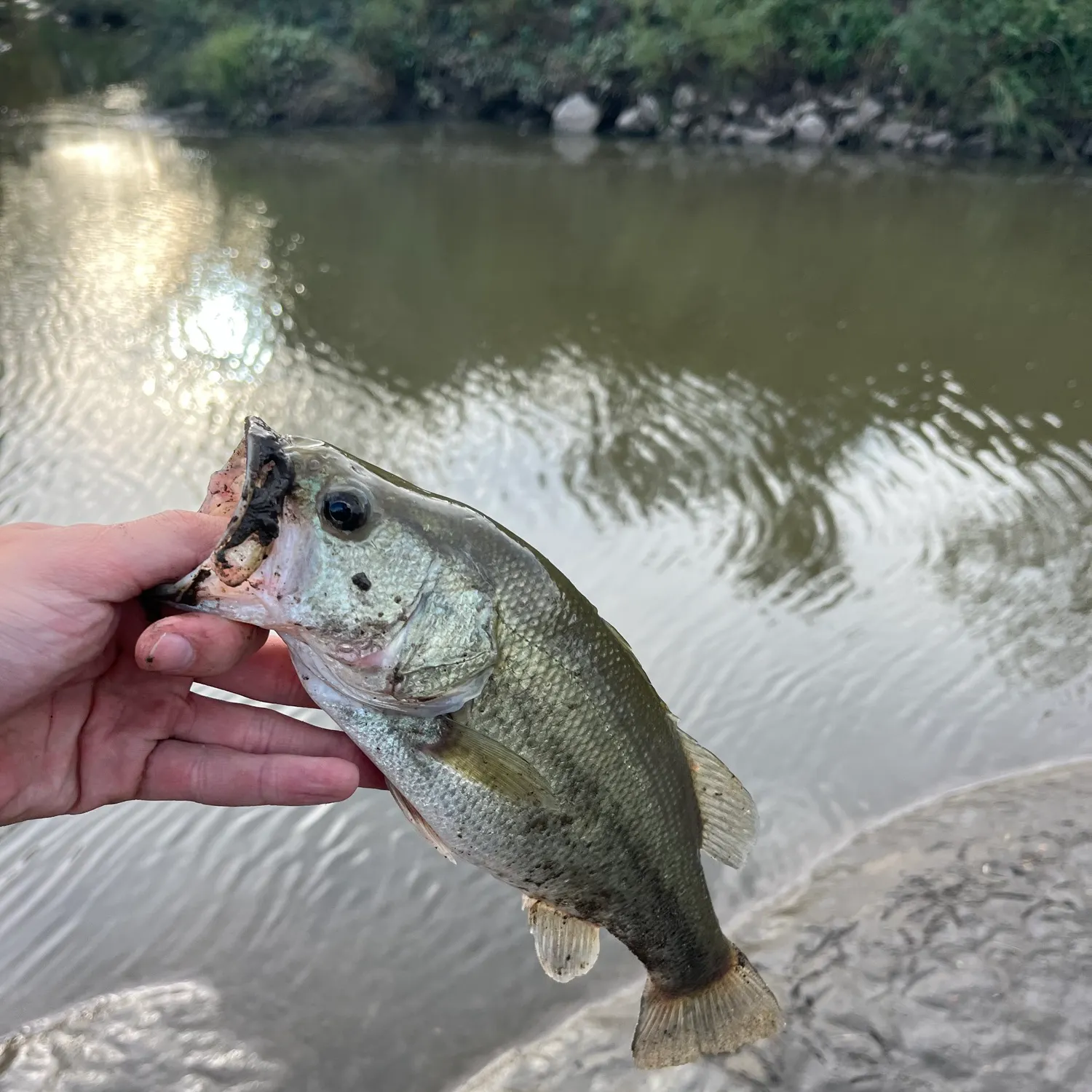 Largemouth bass caught on Fishbrain