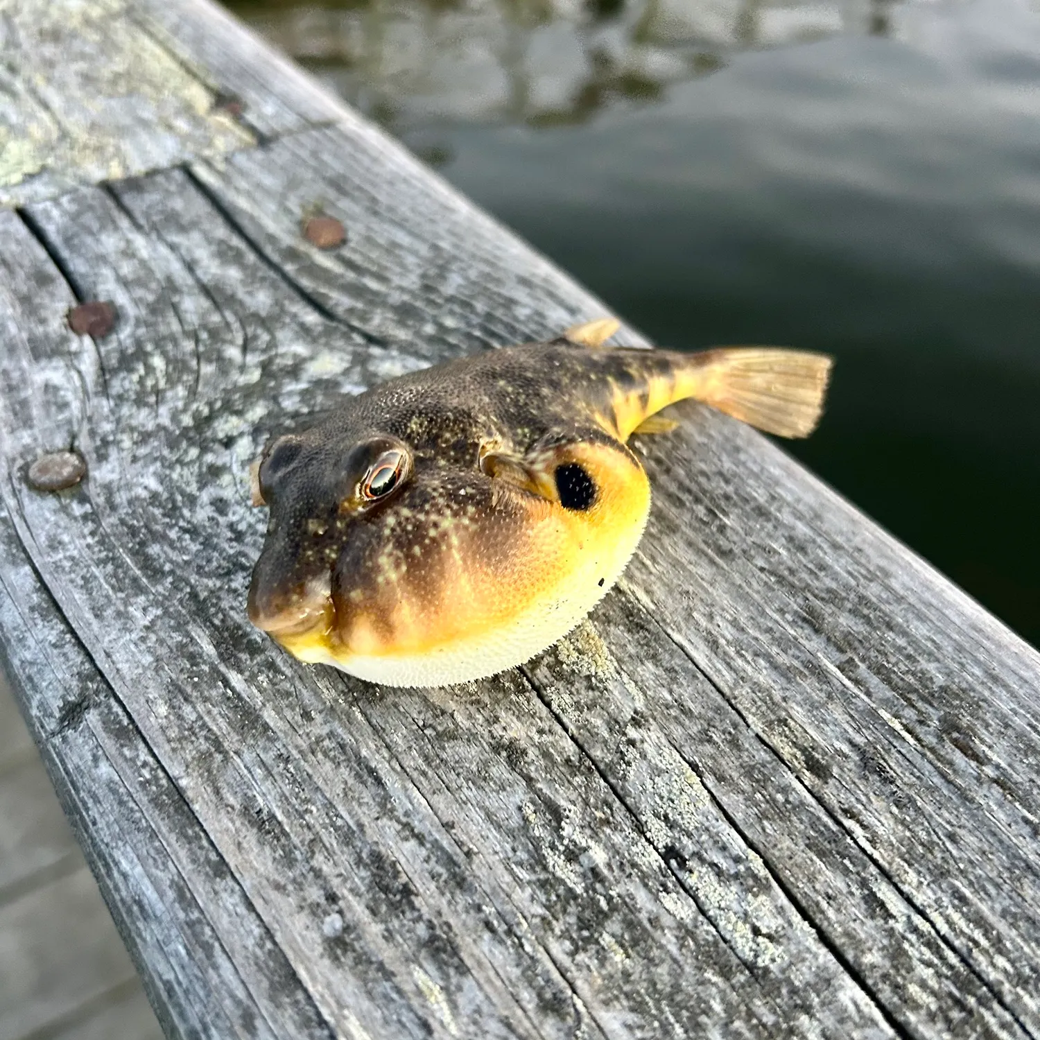 Northern puffer caught on Fishbrain