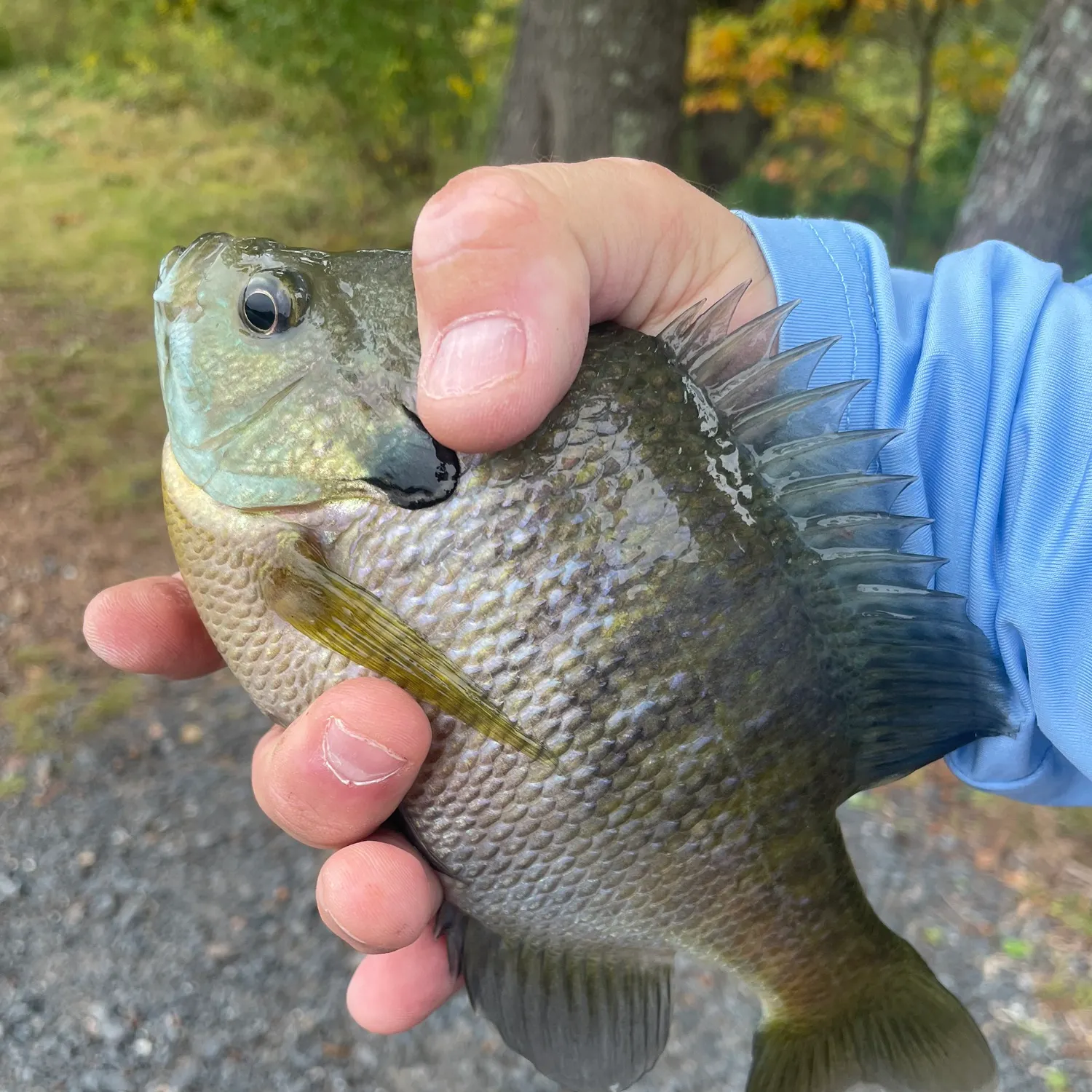 Bluegill caught on Fishbrain