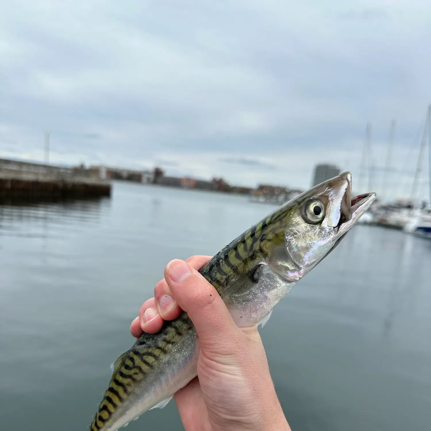 The most recent Atlantic mackerel catches on Fishbrain