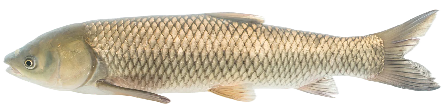 Grass carp