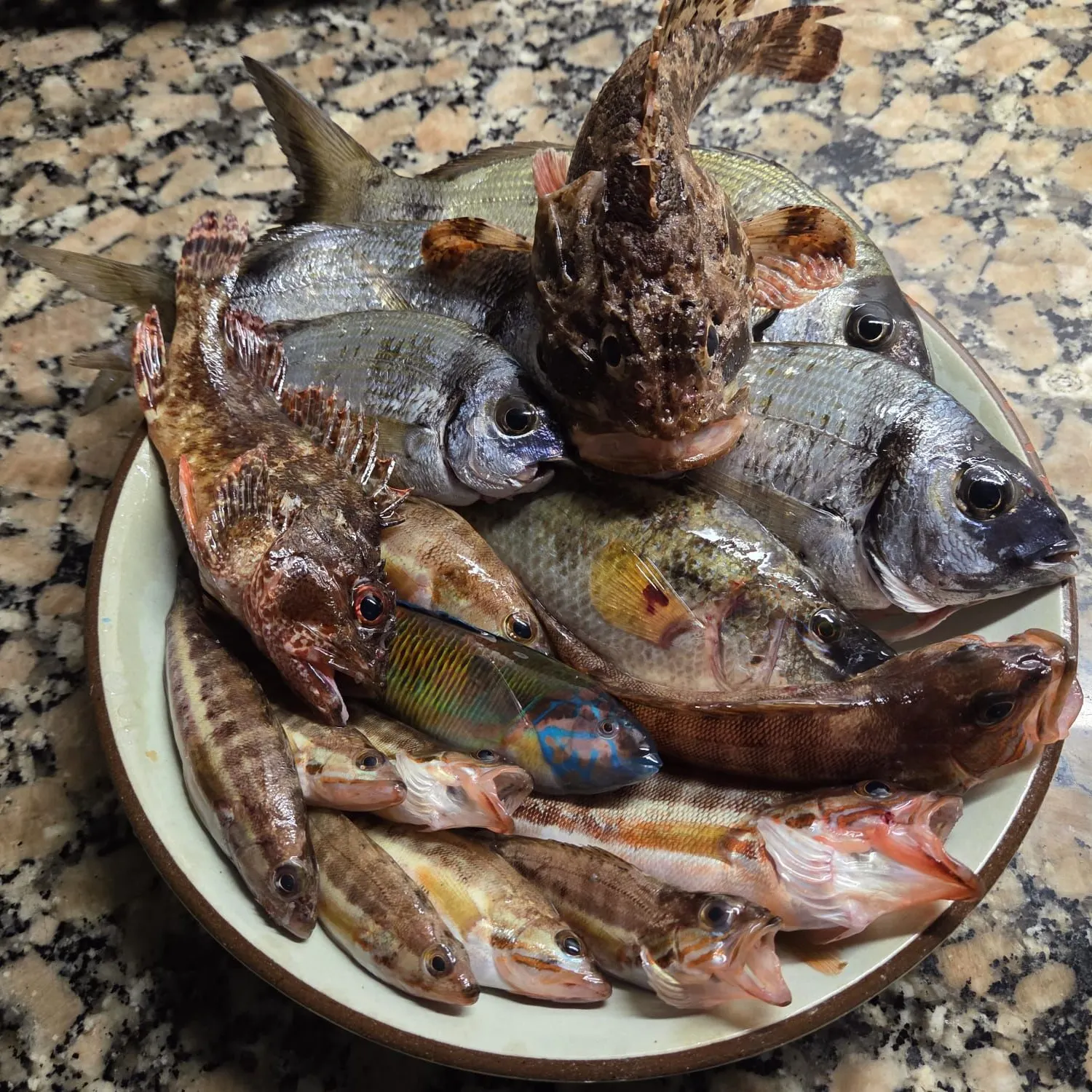 The most recent Golden scorpionfish catches on Fishbrain