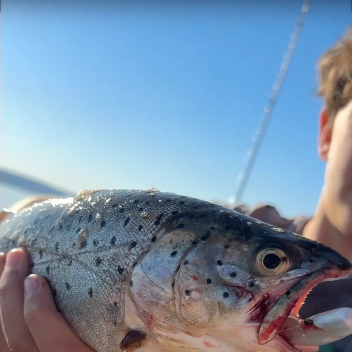 The most recent Bear Lake cutthroat trout catches on Fishbrain