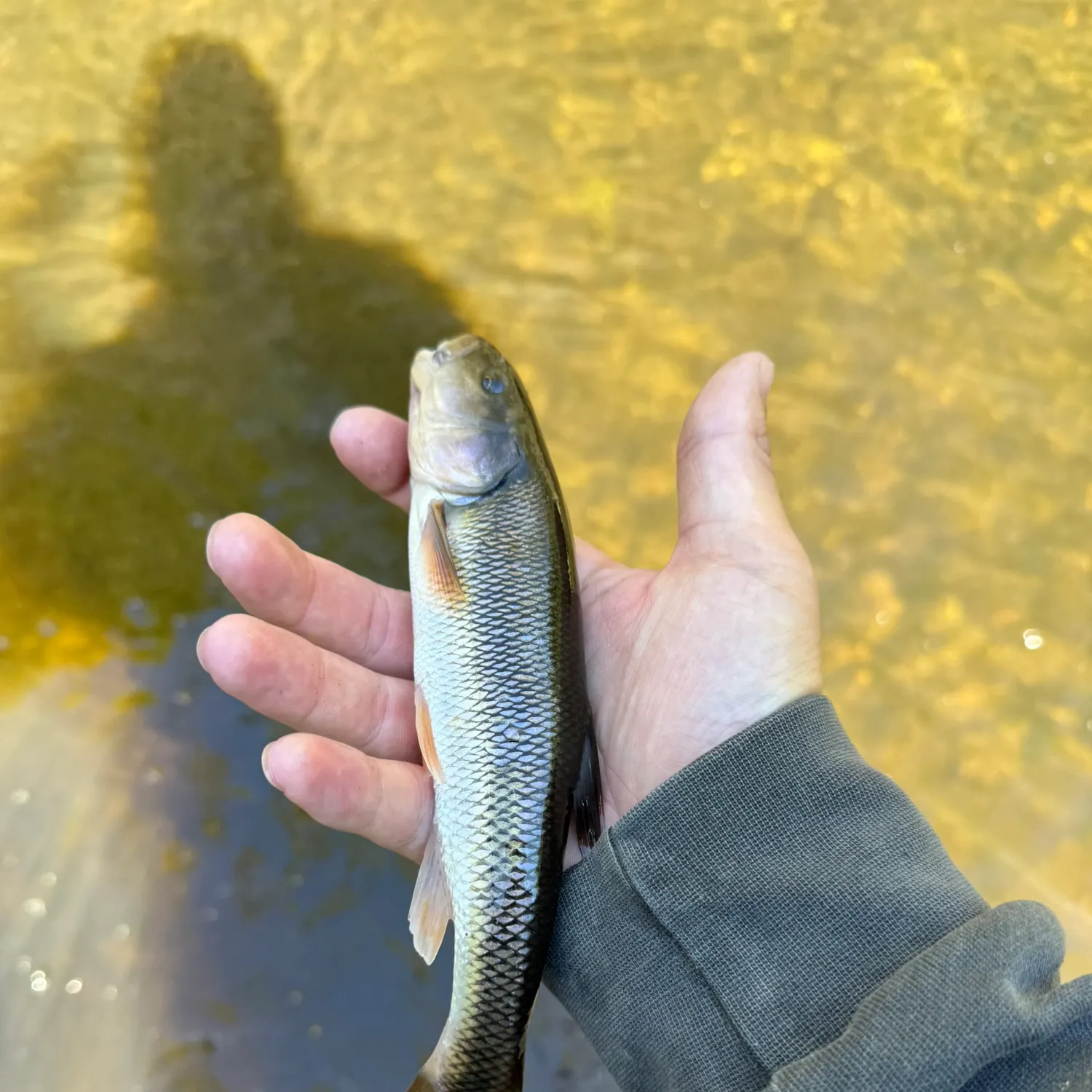 Creek chub caught on Fishbrain