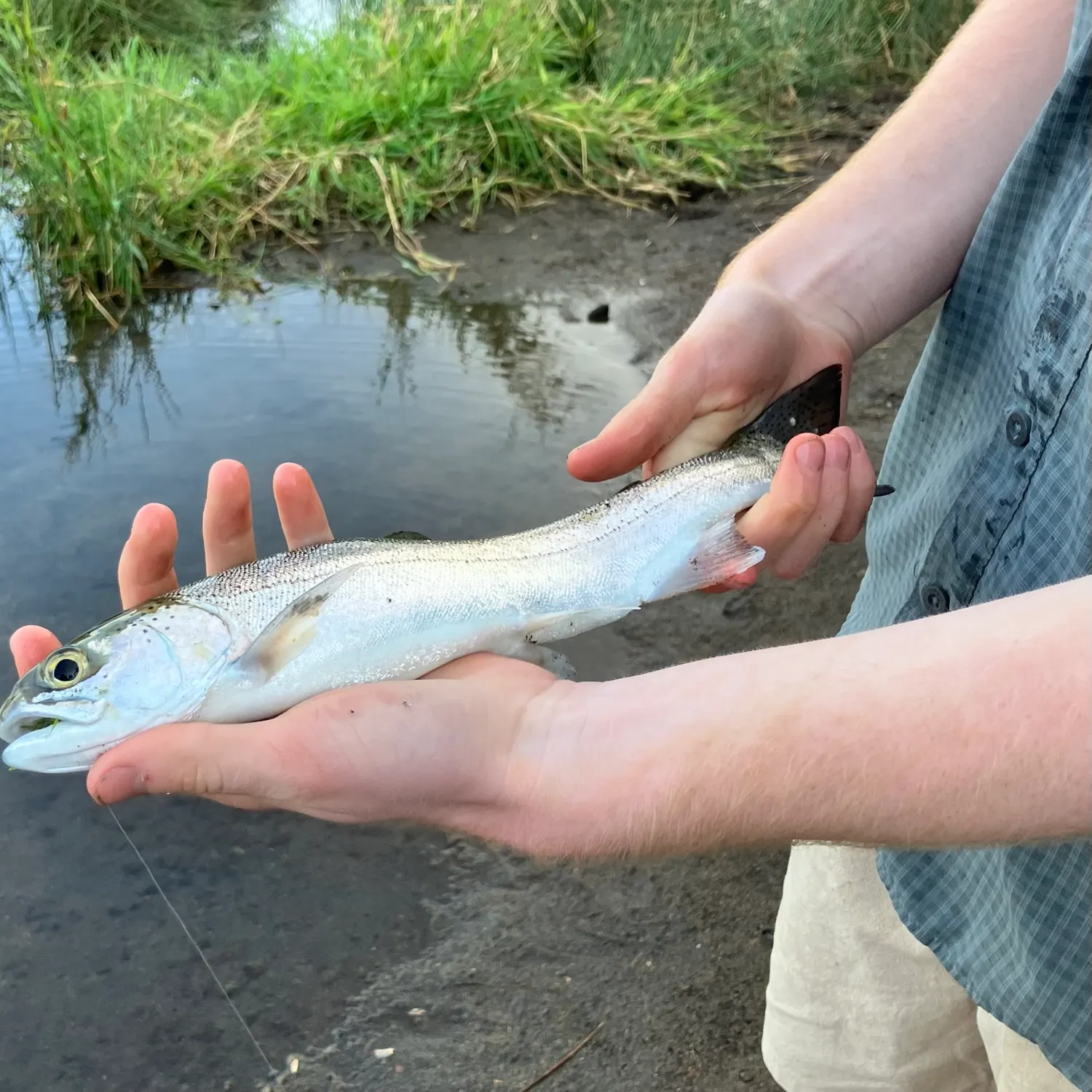 Rainbow trout caught on Fishbrain