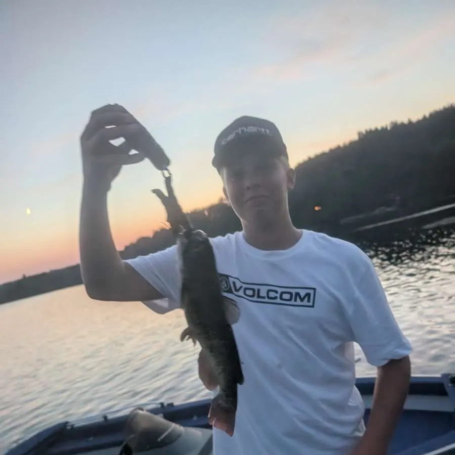 The most recent Brown bullhead catches on Fishbrain