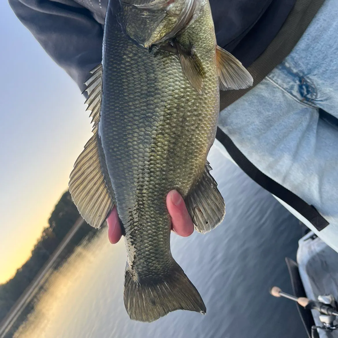 Largemouth bass caught on Fishbrain
