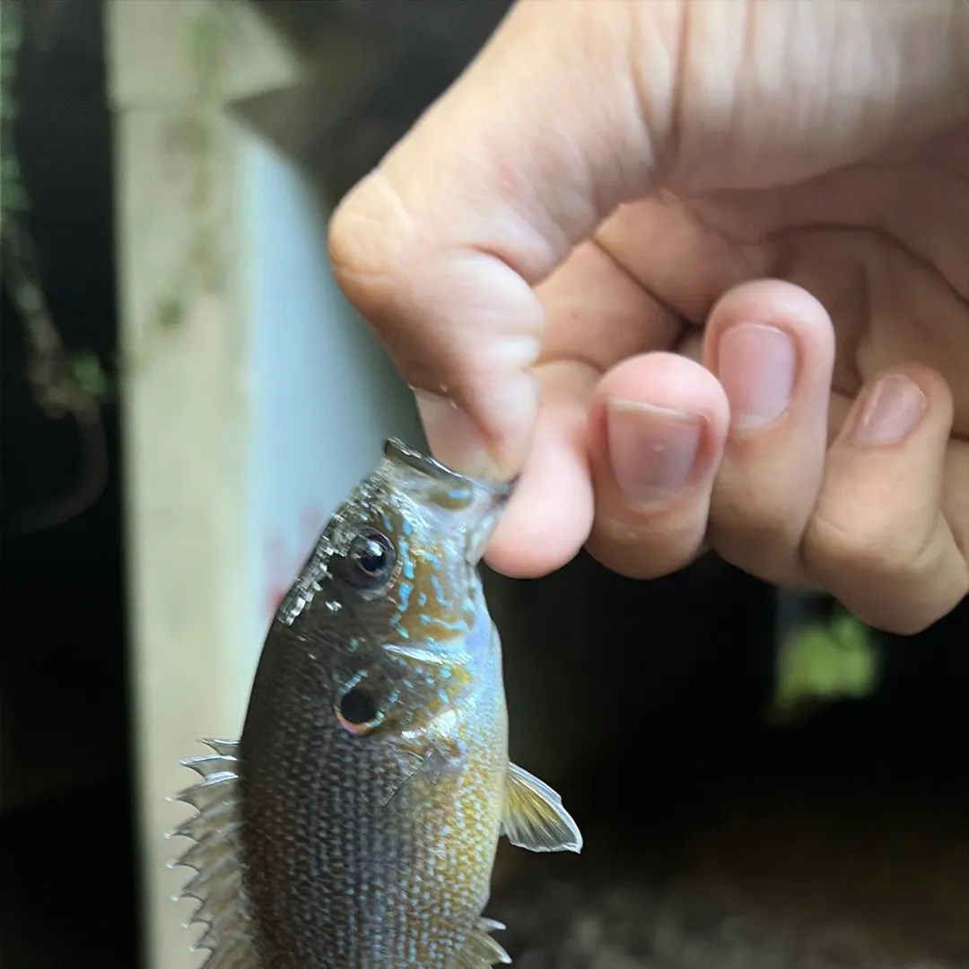 Green sunfish caught on Fishbrain