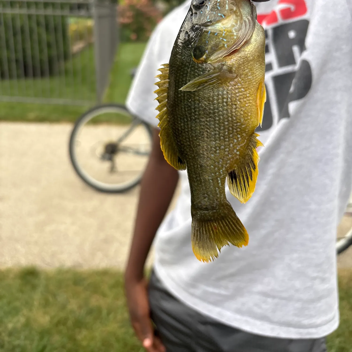 Green sunfish caught on Fishbrain