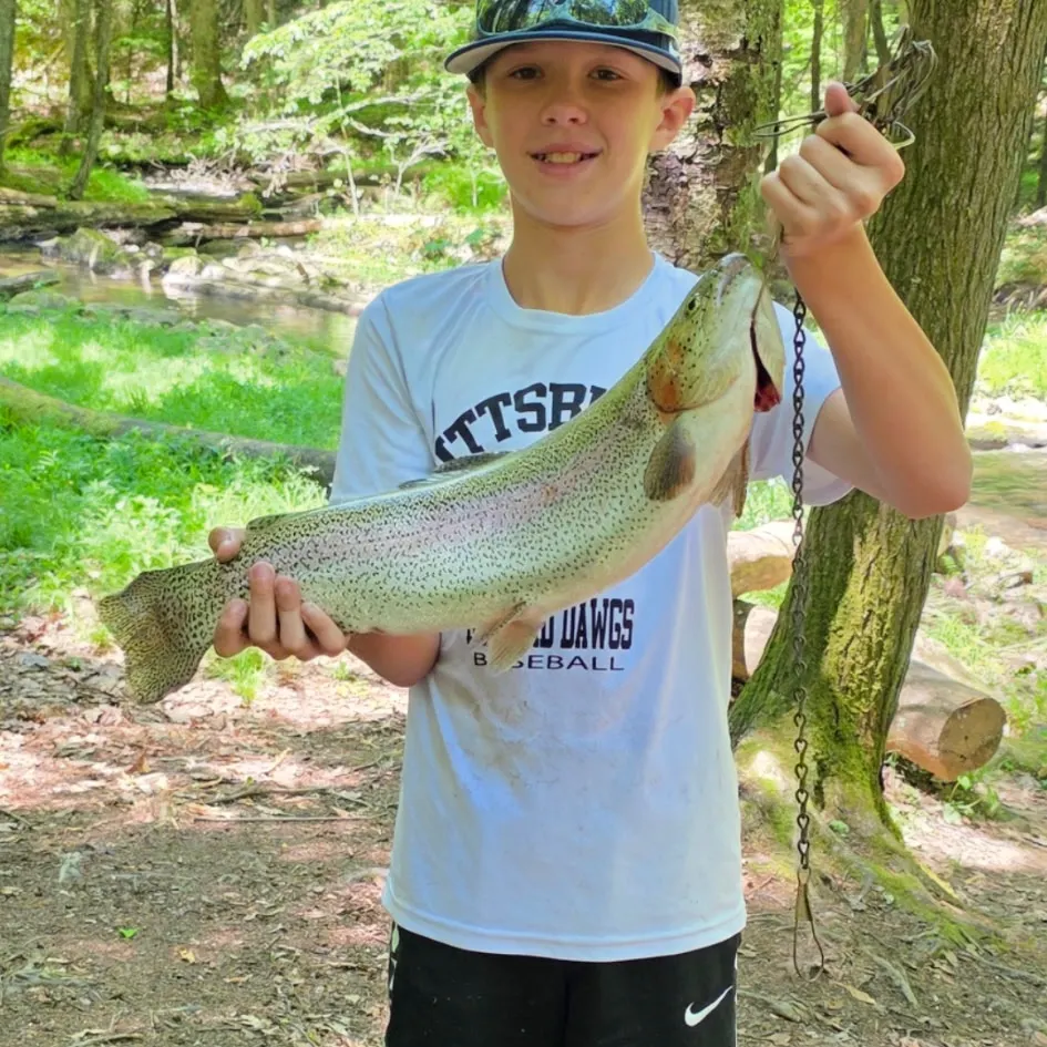 Rainbow trout caught on Fishbrain